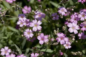 Gypsophila repens 'Rosea' - P9 - image 3