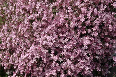 Gypsophila 'Rosenschleier' - PLUG/CELGROWN 100 CEL TRAY