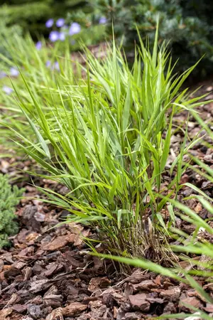 Hakonechloa macra - P11 - image 1