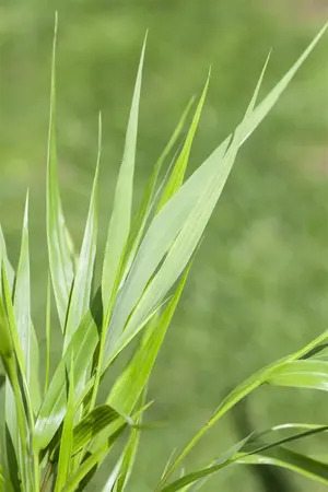 Hakonechloa macra - P11 - image 3