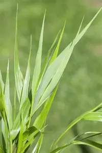 Hakonechloa macra - P11 - image 3