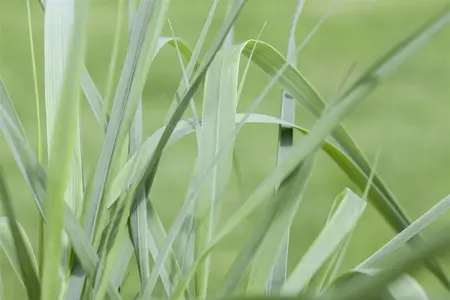 Hakonechloa macra - 1.5 Ltr pot - image 5
