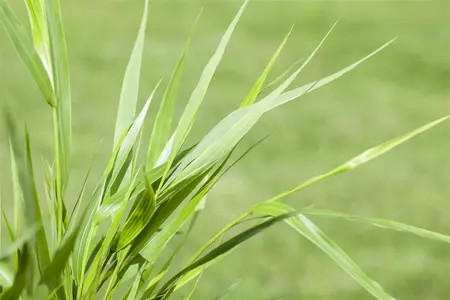 Hakonechloa macra - P11 - image 2