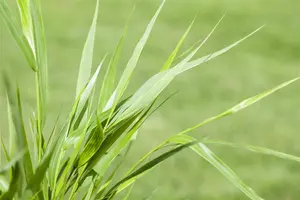 Hakonechloa macra - P11 - image 2