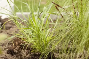 Hakonechloa macra - P11 - image 4