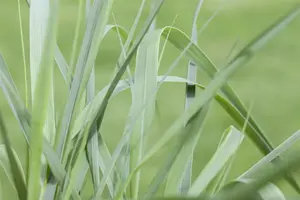 Hakonechloa macra - P11 - image 5