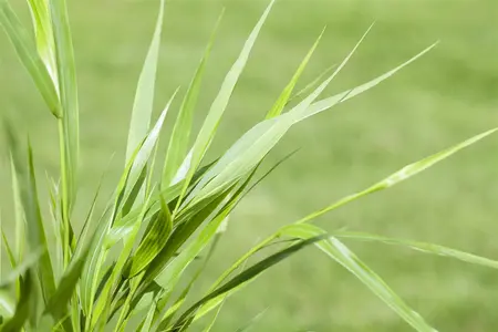 Hakonechloa macra - P10.5 - image 2