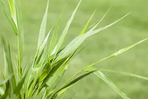 Hakonechloa macra - P10.5 - image 2