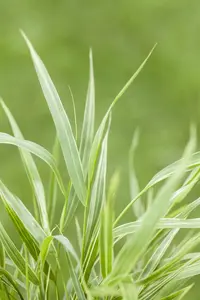 Hakonechloa macra 'Albostriata' 