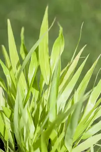 Hakonechloa macra 'All Gold' 