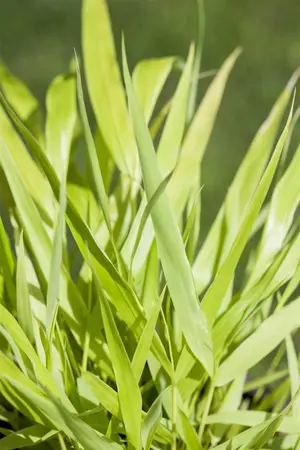 Hakonechloa macra 'All Gold'  - 1.5 Ltr pot - image 3