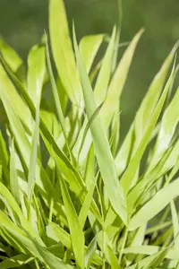 Hakonechloa macra 'All Gold'  - 1.5 Ltr pot - image 3