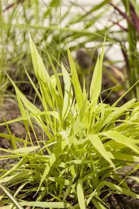 Hakonechloa macra 'All Gold'  - 1.5 Ltr pot - image 5