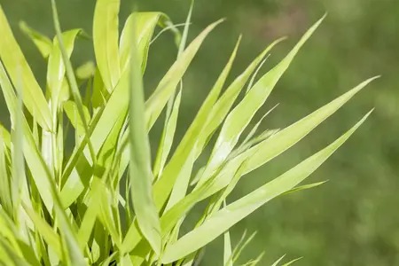 Hakonechloa macra 'All Gold' - P11 - image 2