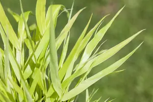 Hakonechloa macra 'All Gold'  - PLUG/CELGROWN 100 CEL TRAY - image 2