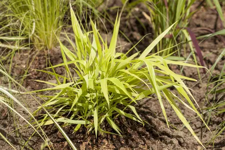 Hakonechloa macra 'All Gold'  - PLUG/CELGROWN 100 CEL TRAY - image 5