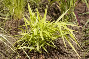 Hakonechloa macra 'All Gold'  - PLUG/CELGROWN 100 CEL TRAY - image 5