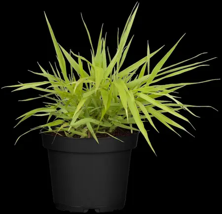 Hakonechloa macra 'All Gold'  - 1.5 Ltr pot - image 4