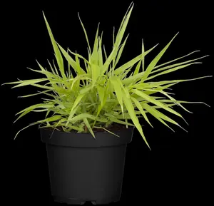 Hakonechloa macra 'All Gold'  - 1.5 Ltr pot - image 4