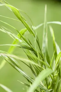 Hakonechloa macra 'Aureola' - 1.5 Ltr pot - image 3