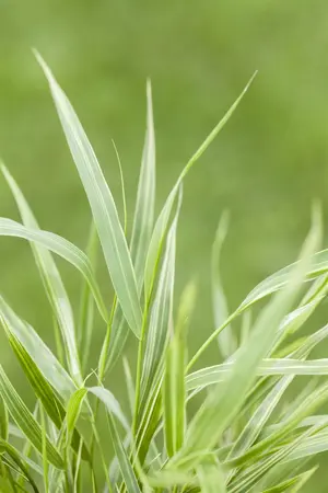 Hakonechloa macra 'Aureola' - 1.5 Ltr pot - image 5