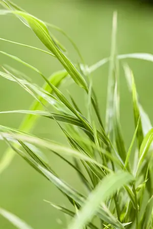 Hakonechloa macra 'Aureola' - 2.5 Ltr pot - image 3