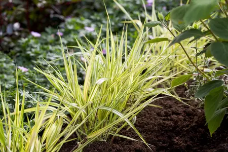 Hakonechloa macra 'Aureola' - 1.5 Ltr pot - image 1