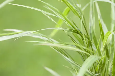 Hakonechloa macra 'Aureola' - 1.5 Ltr pot - image 4