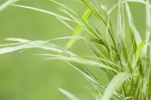 Hakonechloa macra 'Aureola' - 1.5 Ltr pot - image 4