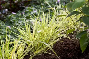 Hakonechloa macra 'Aureola' - 2.5 Ltr pot - image 1