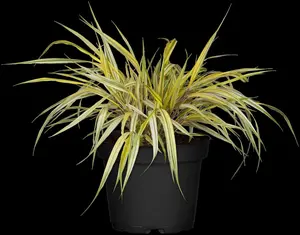 Hakonechloa macra 'Aureola' - 1.5 Ltr pot - image 2