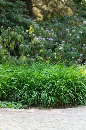 Hakonechloa macra 'Greenhills' - 2 Ltr pot