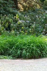 Hakonechloa macra 'Greenhills'