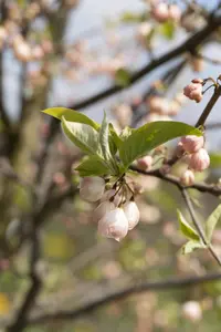 Halesia carolina - 20 Ltr pot - image 2