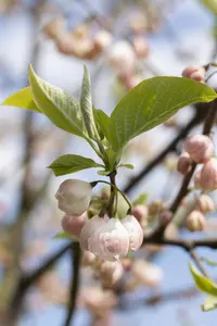 Halesia carolina - 80-100 CM C10 - image 4