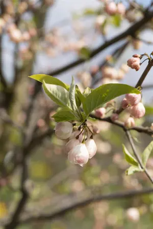 Halesia carolina - P9 - image 1