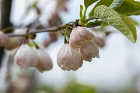 Halesia carolina - 100-125 CM C10 - image 3