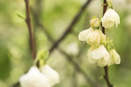 Halesia carolina - 200-250 CM C70 - image 5