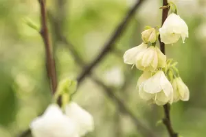 Halesia carolina - 200-250 CM C70 - image 5