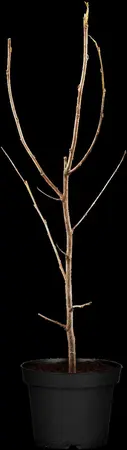Halesia carolina - 80-100 CM C20 - image 1