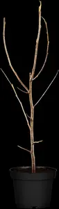 Halesia carolina