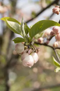 Halesia monticola