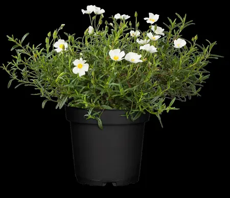 Halimiocistus sahucii - 2 Ltr pot - image 1