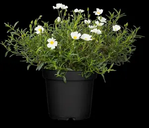 Halimiocistus sahucii - 2 Ltr pot - image 1
