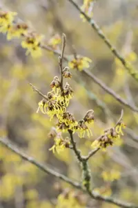 HAMAMELIS ARNOLD PROMISE 12L - image 5