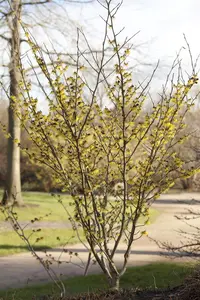 Hamamelis int. 'Arnold Promise' - 3 Ltr pot - image 2