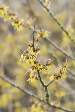 Hamamelis int. 'Arnold Promise' - 50-60 CM C7.5 - image 5