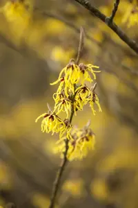 Hamamelis int. 'Arnold Promise' - 150-175 CM RB - image 1