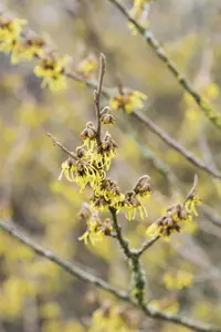 Hamamelis int. 'Arnold Promise' - STEM 180 CM, GIRTH 6-8 CM C15 - image 5