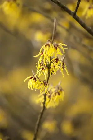 Hamamelis int. 'Arnold Promise' - 80-100 CM C12 - image 1